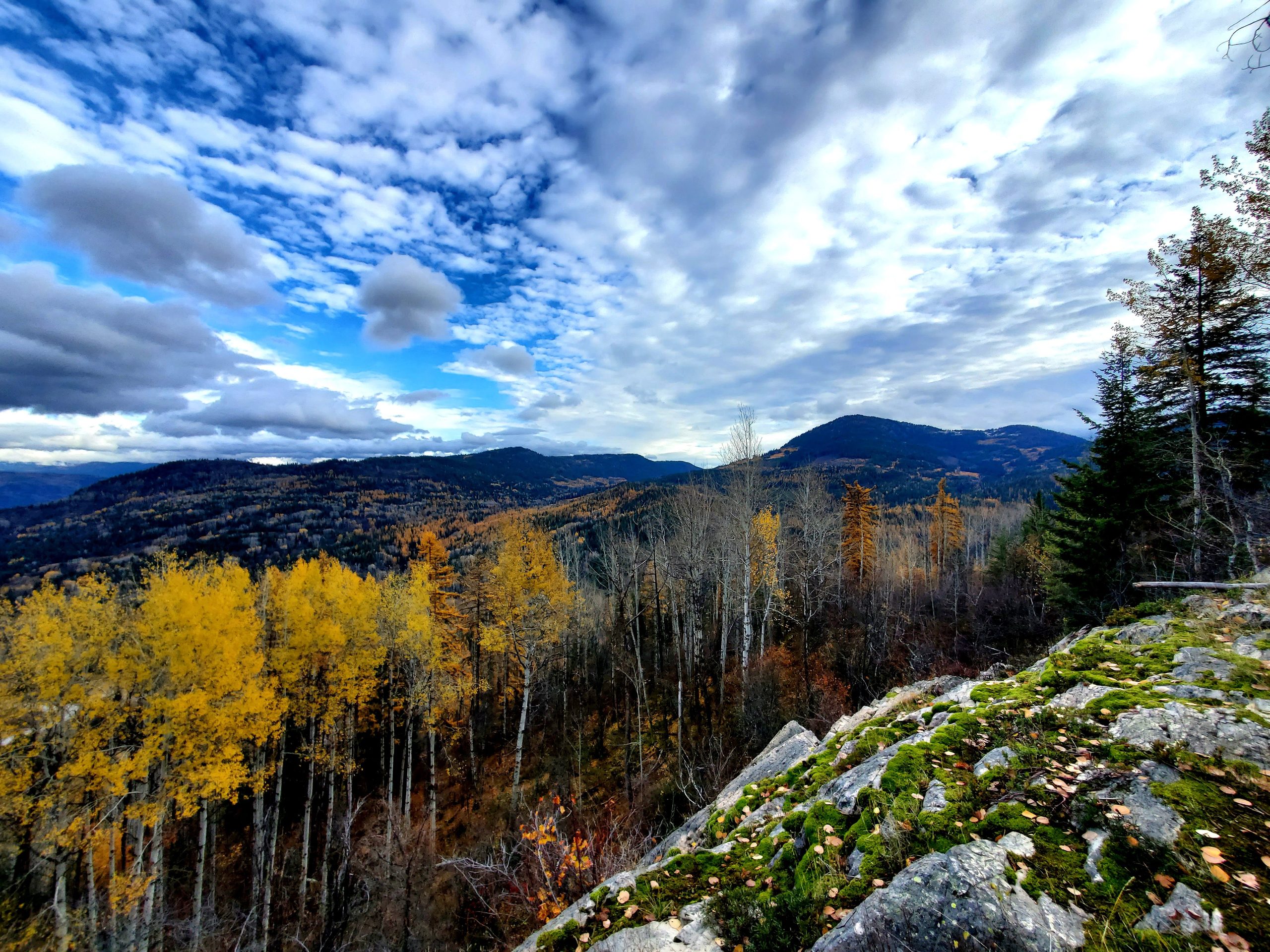 Golden larches on a mossy slope above the Rossland valley under a wide, cloudy autumn sky.